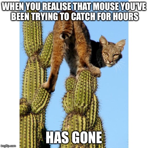 n,n,no, my feet don't hurt… | WHEN YOU REALISE THAT MOUSE YOU'VE BEEN TRYING TO CATCH FOR HOURS; HAS GONE | image tagged in funny cats,lolcats | made w/ Imgflip meme maker