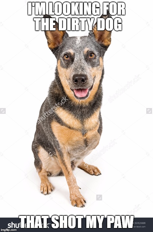 Bad Pun Dog | I'M LOOKING FOR THE DIRTY DOG; THAT SHOT MY PAW | image tagged in bad pun dog,bad pun,bad pun dogs | made w/ Imgflip meme maker
