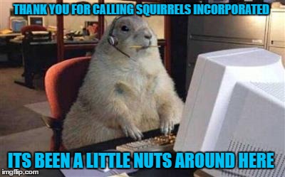 THANK YOU FOR CALLING SQUIRRELS INCORPORATED; ITS BEEN A LITTLE NUTS AROUND HERE | image tagged in squirrel | made w/ Imgflip meme maker
