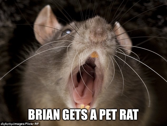 BRIAN GETS A PET RAT | made w/ Imgflip meme maker