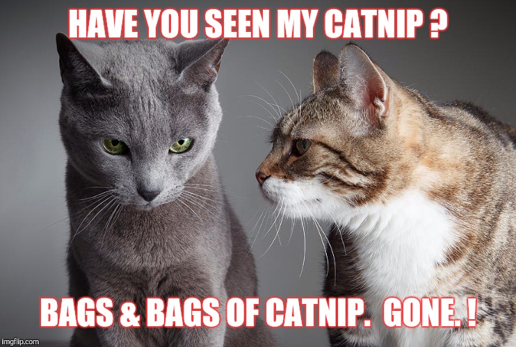You Didn't Share ?!?! | HAVE YOU SEEN MY CATNIP ? BAGS & BAGS OF CATNIP.  GONE. ! | image tagged in you didn't share | made w/ Imgflip meme maker