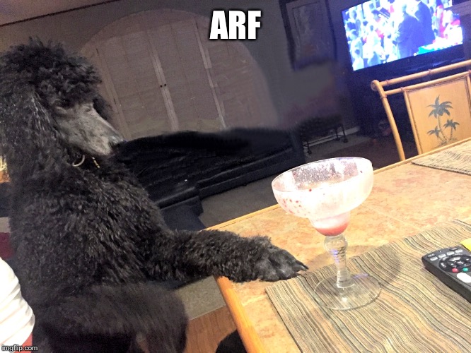 Noah Gump at Bar | ARF | image tagged in noah gump at bar | made w/ Imgflip meme maker