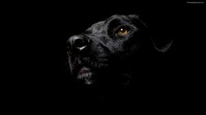 High Quality black dog of depression Blank Meme Template