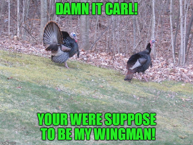 I wonder if this will get tagged NSFW? | DAMN IT CARL! YOUR WERE SUPPOSE TO BE MY WINGMAN! | image tagged in turkey love,nature baby,stupid humor | made w/ Imgflip meme maker