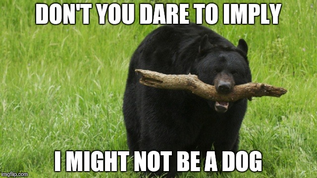 Identity Crisis | DON'T YOU DARE TO IMPLY; I MIGHT NOT BE A DOG | image tagged in bear with stick,funny,memes,bear,dog | made w/ Imgflip meme maker