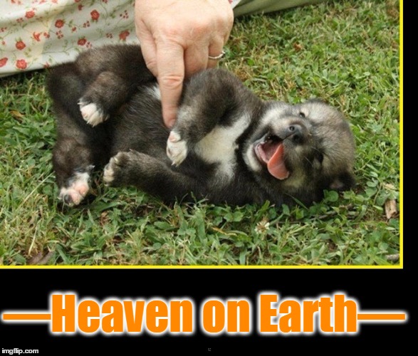 —Heaven on Earth— | image tagged in dogs,vince vance,heaven,cute puppies,puppy getting a massage | made w/ Imgflip meme maker