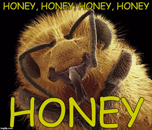 Some people got to have it... Some people really need it... | HONEY, HONEY, HONEY, HONEY; HONEY | image tagged in honeybee,memes,honey,apiculture beekeeping,o'jays,ship ahoy | made w/ Imgflip meme maker