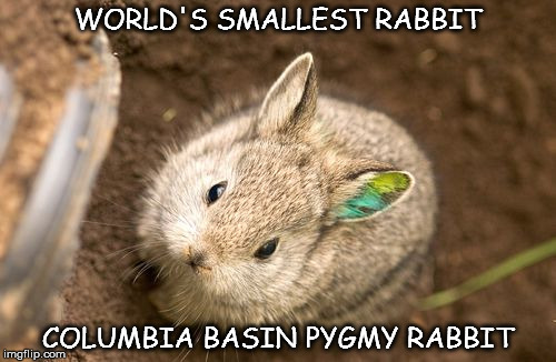 Rabbit | WORLD'S SMALLEST RABBIT; COLUMBIA BASIN PYGMY RABBIT | image tagged in memes | made w/ Imgflip meme maker
