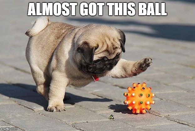 Puggy And Ball | ALMOST GOT THIS BALL | image tagged in memes | made w/ Imgflip meme maker