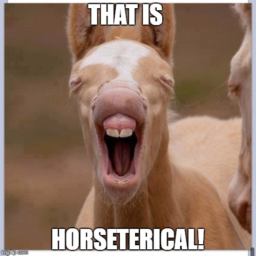 Foal | THAT IS HORSETERICAL! | image tagged in foal | made w/ Imgflip meme maker