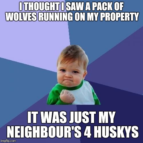 The girl who cried husky | I THOUGHT I SAW A PACK OF WOLVES RUNNING ON MY PROPERTY; IT WAS JUST MY NEIGHBOUR'S 4 HUSKYS | image tagged in memes,success kid | made w/ Imgflip meme maker