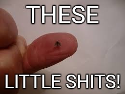 Drain Flies | THESE; LITTLE SHITS! | image tagged in bugs | made w/ Imgflip meme maker