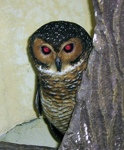 Red Eye Owl Blank Meme Template