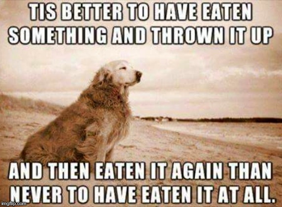 Hey,you gonna' finish your beef stew? | . . | image tagged in dogs,cute puppy | made w/ Imgflip meme maker