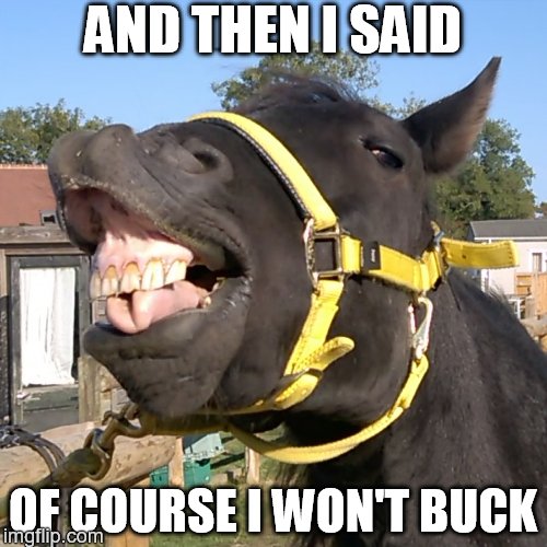 Sly pony | AND THEN I SAID; OF COURSE I WON'T BUCK | image tagged in laughing pony,horse | made w/ Imgflip meme maker
