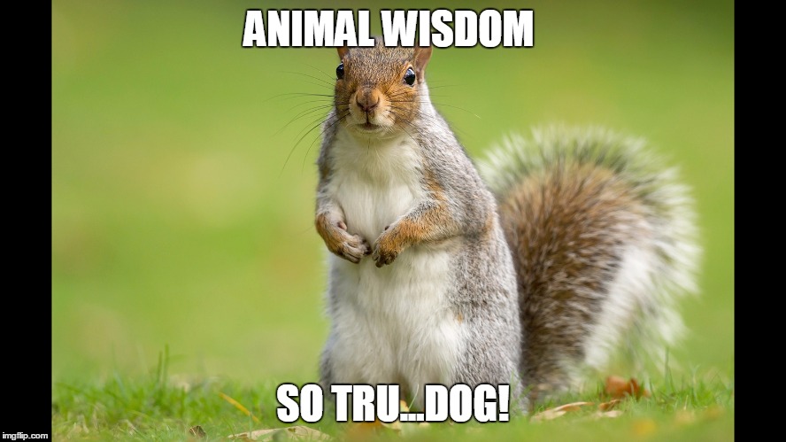 Squirrel | ANIMAL WISDOM SO TRU...DOG! | image tagged in squirrel | made w/ Imgflip meme maker