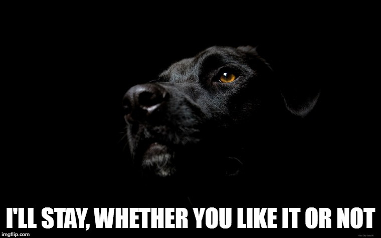Depression | I'LL STAY, WHETHER YOU LIKE IT OR NOT | image tagged in the black dog of depression,memes,depression,black dog | made w/ Imgflip meme maker