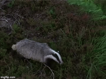 At least he got away from whatever the hell it was... | image tagged in gifs,funny | made w/ Imgflip video-to-gif maker
