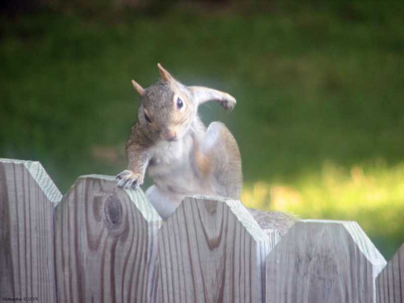 High Quality Squirrel moving out Blank Meme Template