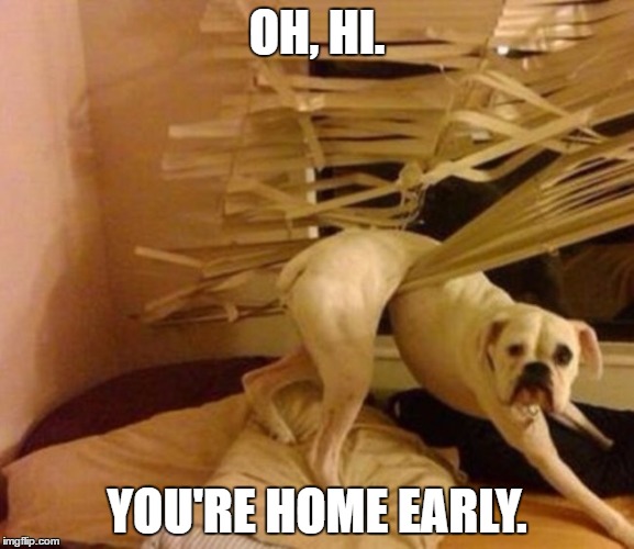 OH, HI. YOU'RE HOME EARLY. | image tagged in dog in blinds | made w/ Imgflip meme maker