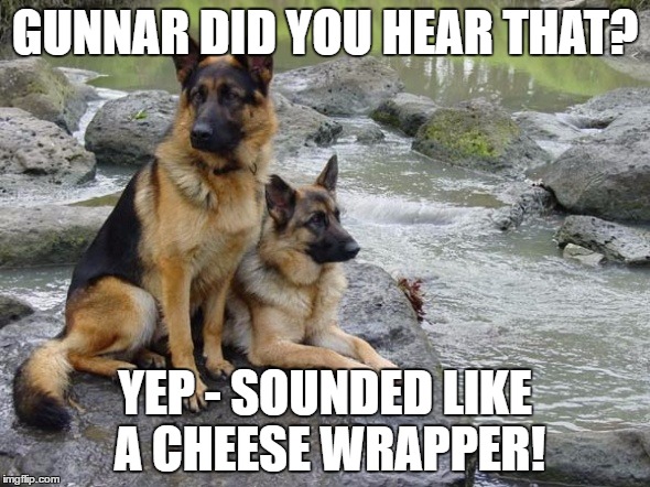 CRACKLE THAT WRAPPER FROM A MILE AWAY, AND MY DOGS WILL HEAR IT! | GUNNAR DID YOU HEAR THAT? YEP - SOUNDED LIKE A CHEESE WRAPPER! | image tagged in german shepherd | made w/ Imgflip meme maker