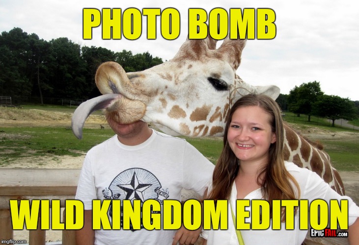 PHOTO BOMB WILD KINGDOM EDITION | made w/ Imgflip meme maker