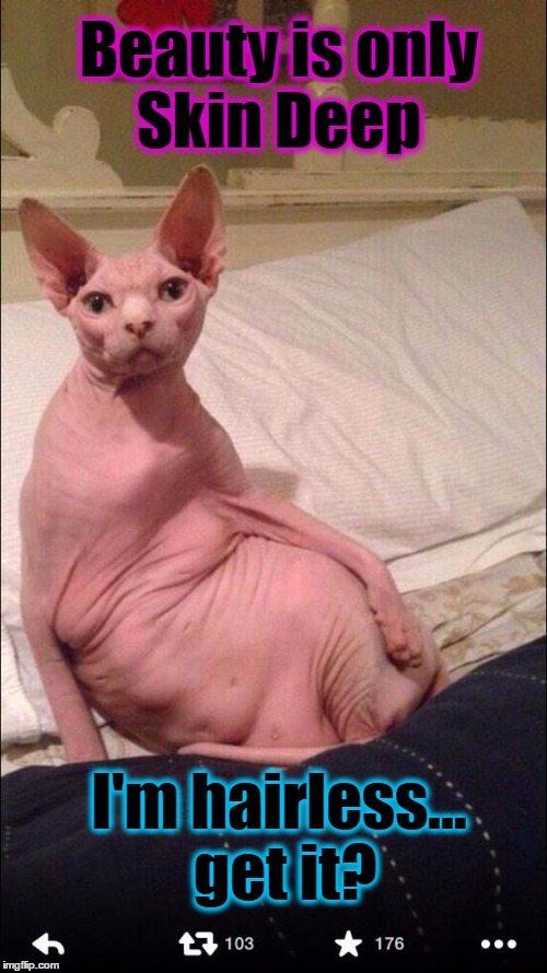 One Cat that Really is in the Pink | Beauty is only Skin Deep; I'm hairless... get it? | image tagged in cats,vince vance,hairless cat | made w/ Imgflip meme maker