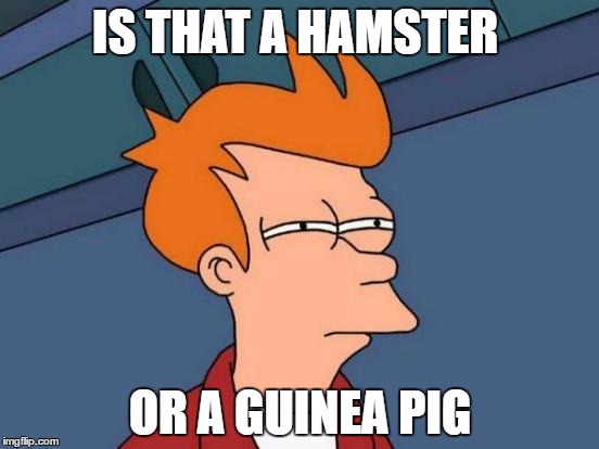 cute butts 18+ | IS THAT A HAMSTER; OR A GUINEA PIG | image tagged in memes,futurama fry | made w/ Imgflip meme maker