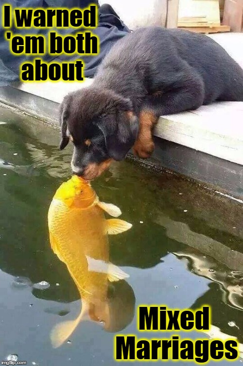The Odd Couple | I warned 'em both about; Mixed Marriages | image tagged in vince vance,cute puppy,puppy kissing a goldfish,mixed marriages,inter-species dating,large goldfish | made w/ Imgflip meme maker