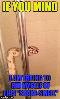 Snake Shower | IF YOU MIND; I AM TRYING TO RID MYSELF OF THIS "SNAKE-SMELL" | image tagged in snakeshower | made w/ Imgflip meme maker