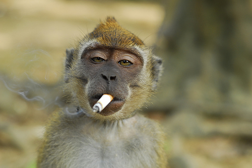 Smoking monkey Blank Meme Template