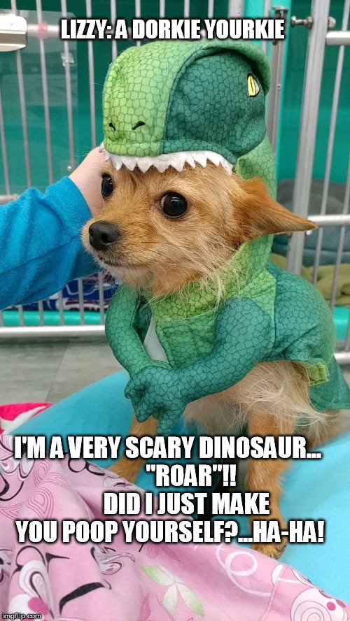 Lizzy: A Dorkie Yorkie | LIZZY: A DORKIE YOURKIE; I'M A VERY SCARY DINOSAUR...          "ROAR"!!        DID I JUST MAKE YOU POOP YOURSELF?...HA-HA! | image tagged in funny,funny memes,funny dogs,memes,dogs | made w/ Imgflip meme maker