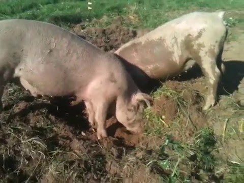 Pigs digging Blank Meme Template