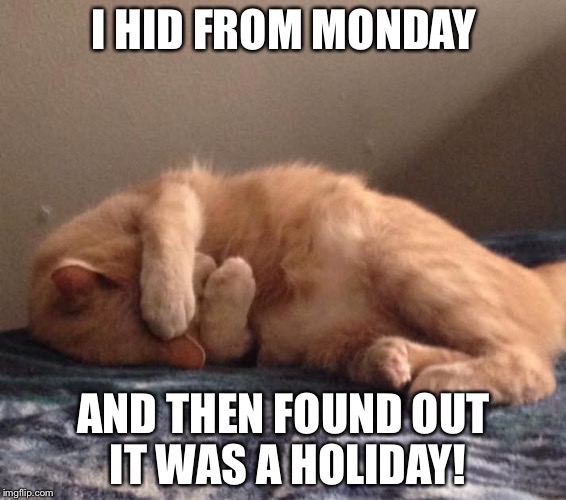 Day after Memorial Day 2017 | I HID FROM MONDAY; AND THEN FOUND OUT IT WAS A HOLIDAY! | image tagged in sorry kitty | made w/ Imgflip meme maker