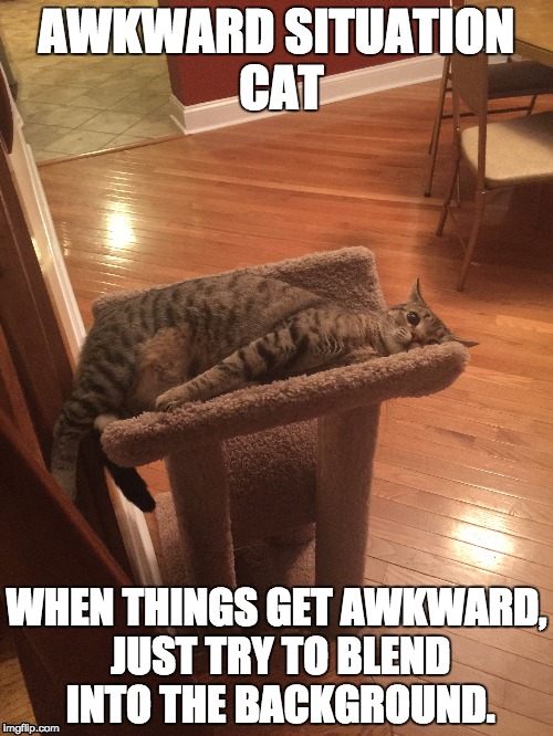 Awkward | AWKWARD SITUATION CAT; WHEN THINGS GET AWKWARD, JUST TRY TO BLEND INTO THE BACKGROUND. | image tagged in memes | made w/ Imgflip meme maker