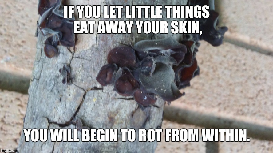 IF YOU LET LITTLE THINGS EAT AWAY YOUR SKIN, YOU WILL BEGIN TO ROT FROM WITHIN. | image tagged in krischamblee | made w/ Imgflip meme maker