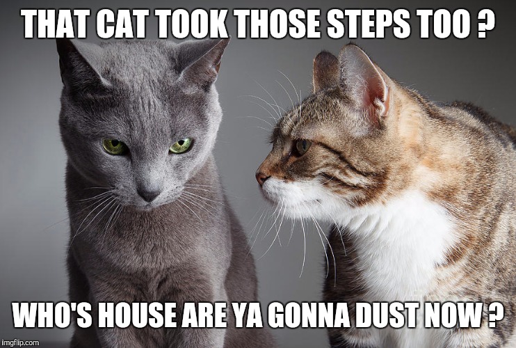 You Didn't Share ?!?! | THAT CAT TOOK THOSE STEPS TOO ? WHO'S HOUSE ARE YA GONNA DUST NOW ? | image tagged in you didn't share | made w/ Imgflip meme maker