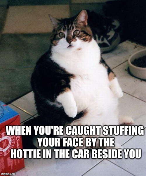 So, uh.... You wanna hook up after I finish this cheeseburger?  | WHEN YOU'RE CAUGHT STUFFING YOUR FACE BY THE HOTTIE IN THE CAR BESIDE YOU | image tagged in fat cat,memes | made w/ Imgflip meme maker