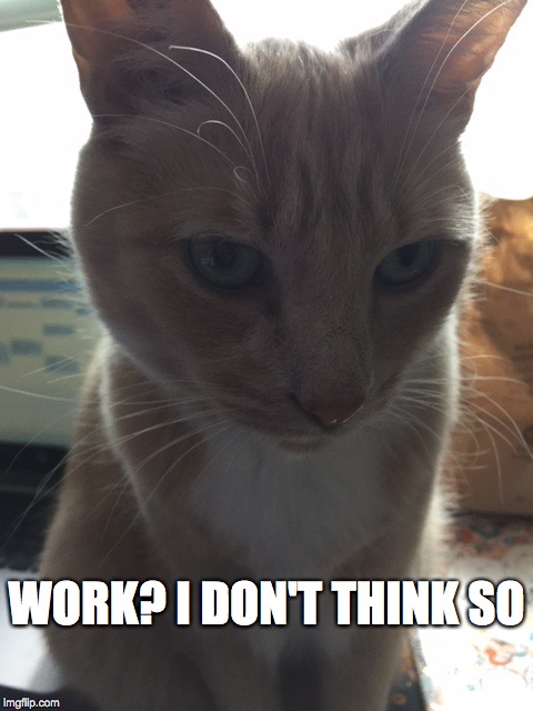 Fineas | WORK? I DON'T THINK SO | image tagged in funny memes | made w/ Imgflip meme maker
