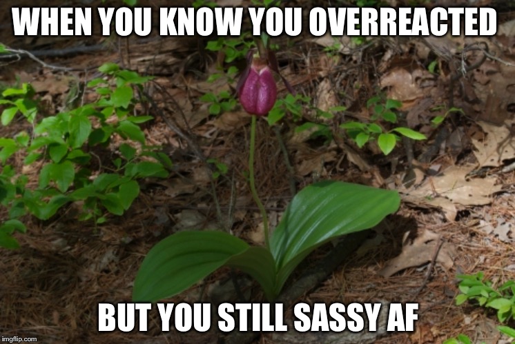 Sassy Flower ain't got no time for you | WHEN YOU KNOW YOU OVERREACTED; BUT YOU STILL SASSY AF | image tagged in nature,funny,sassy,lady,woods,likeaboss | made w/ Imgflip meme maker