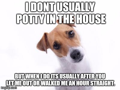 Confused Dog | I DONT USUALLY POTTY IN THE HOUSE; BUT WHEN I DO ITS USUALLY AFTER YOU LET ME OUT OR WALKED ME AN HOUR STRAIGHT. | image tagged in confused dog | made w/ Imgflip meme maker