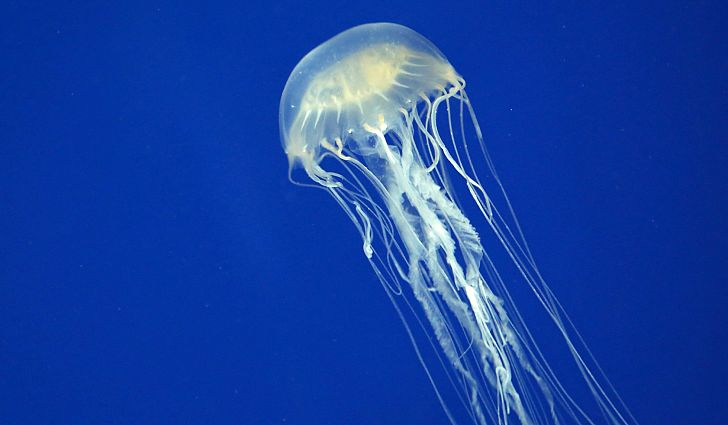 Jellyfish Blank Meme Template