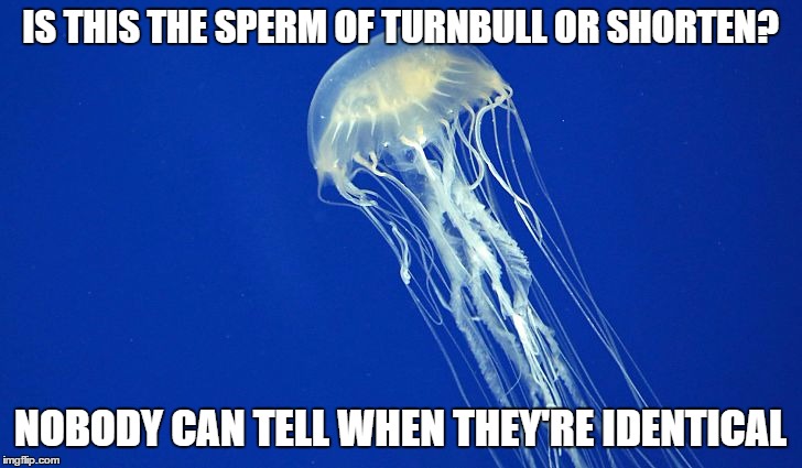 Jellyfish | IS THIS THE SPERM OF TURNBULL OR SHORTEN? NOBODY CAN TELL WHEN THEY'RE IDENTICAL | image tagged in jellyfish | made w/ Imgflip meme maker