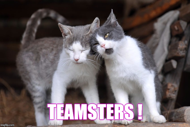 OCD Cat | TEAMSTERS ! | image tagged in ocd cat | made w/ Imgflip meme maker