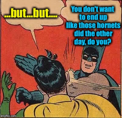 Batman Slapping Robin Meme | ...but...but.... You don't want to end up like those hornets did the other day, do you? | image tagged in memes,batman slapping robin | made w/ Imgflip meme maker