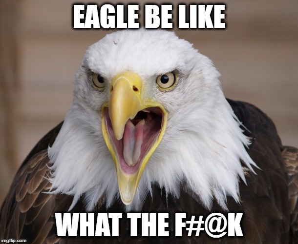 What's happening to our Country? | EAGLE BE LIKE; WHAT THE F#@K | image tagged in american eagle,bald eagle,memorial day,what the,what the hell is wrong with you people | made w/ Imgflip meme maker