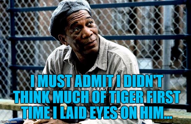 Tiger Woods has been arrested for DUI |  I MUST ADMIT I DIDN'T THINK MUCH OF TIGER FIRST TIME I LAID EYES ON HIM... | image tagged in memes,tiger woods,morgan freeman,dui,sport,shawshank redemption | made w/ Imgflip meme maker