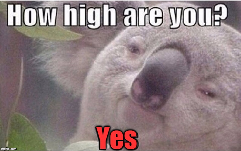 Hi, Koala... I mean, literally | Yes | image tagged in vince vance,stoned koala | made w/ Imgflip meme maker