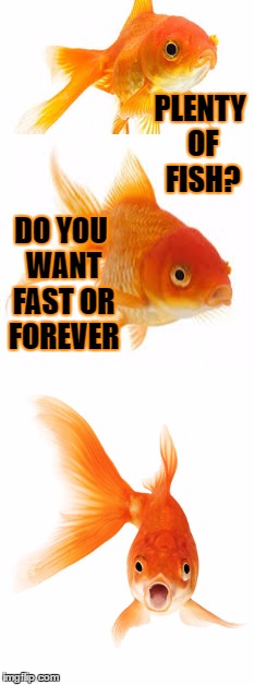 Gordy the Goldfish considers E Harmony | PLENTY OF FISH? DO YOU WANT FAST OR FOREVER | image tagged in goldfish | made w/ Imgflip meme maker