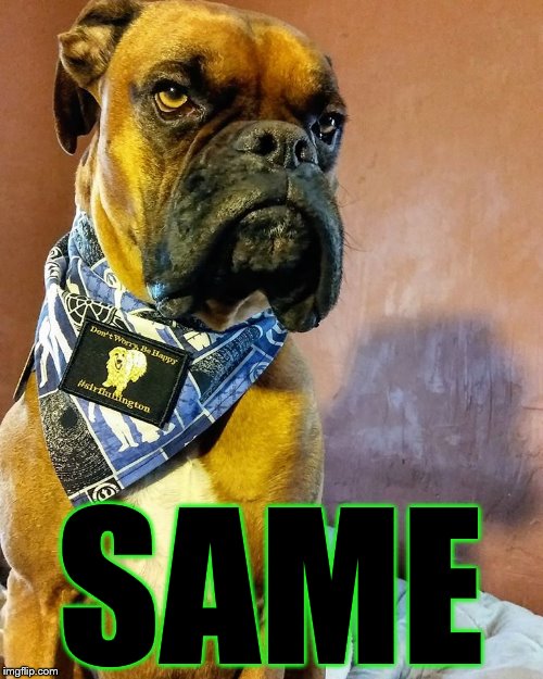 Grumpy Dog | SAME | image tagged in grumpy dog | made w/ Imgflip meme maker